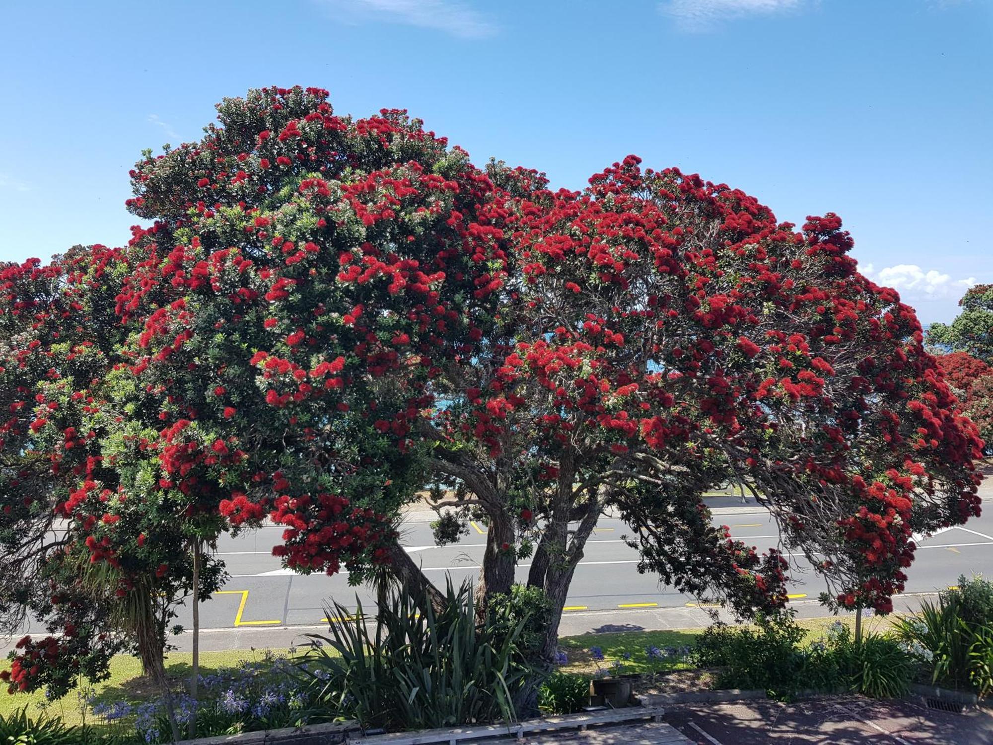 Whangaparaoa Lodge Экстерьер фото